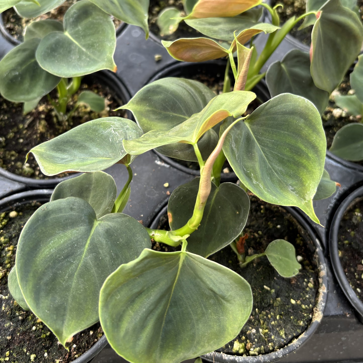 Philodendron Lupinum