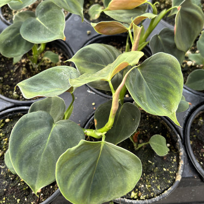 Philodendron Lupinum