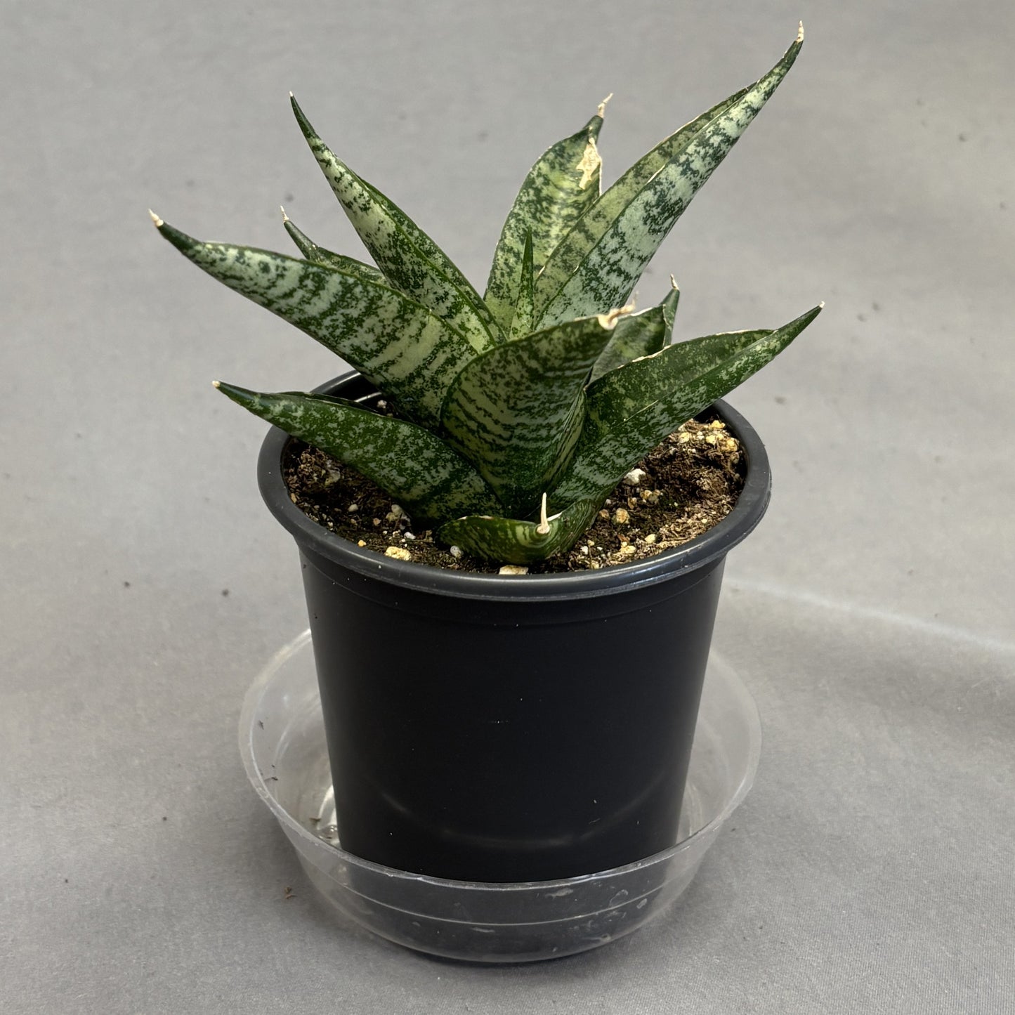 Snake Plant Pagoda Dark