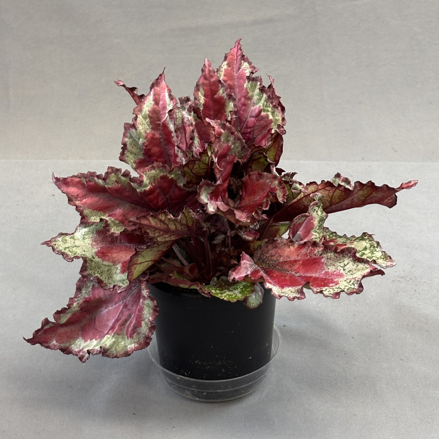 Begonia ‘Rex’ Assorted