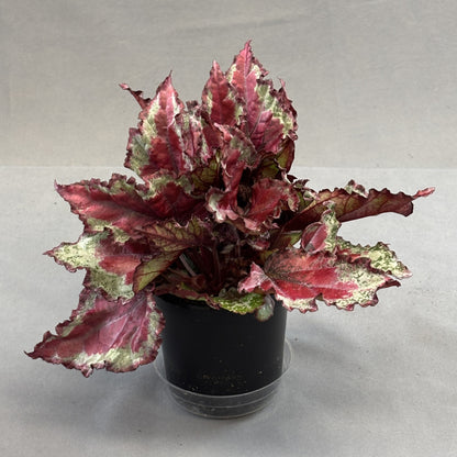 Begonia ‘Rex’ Assorted