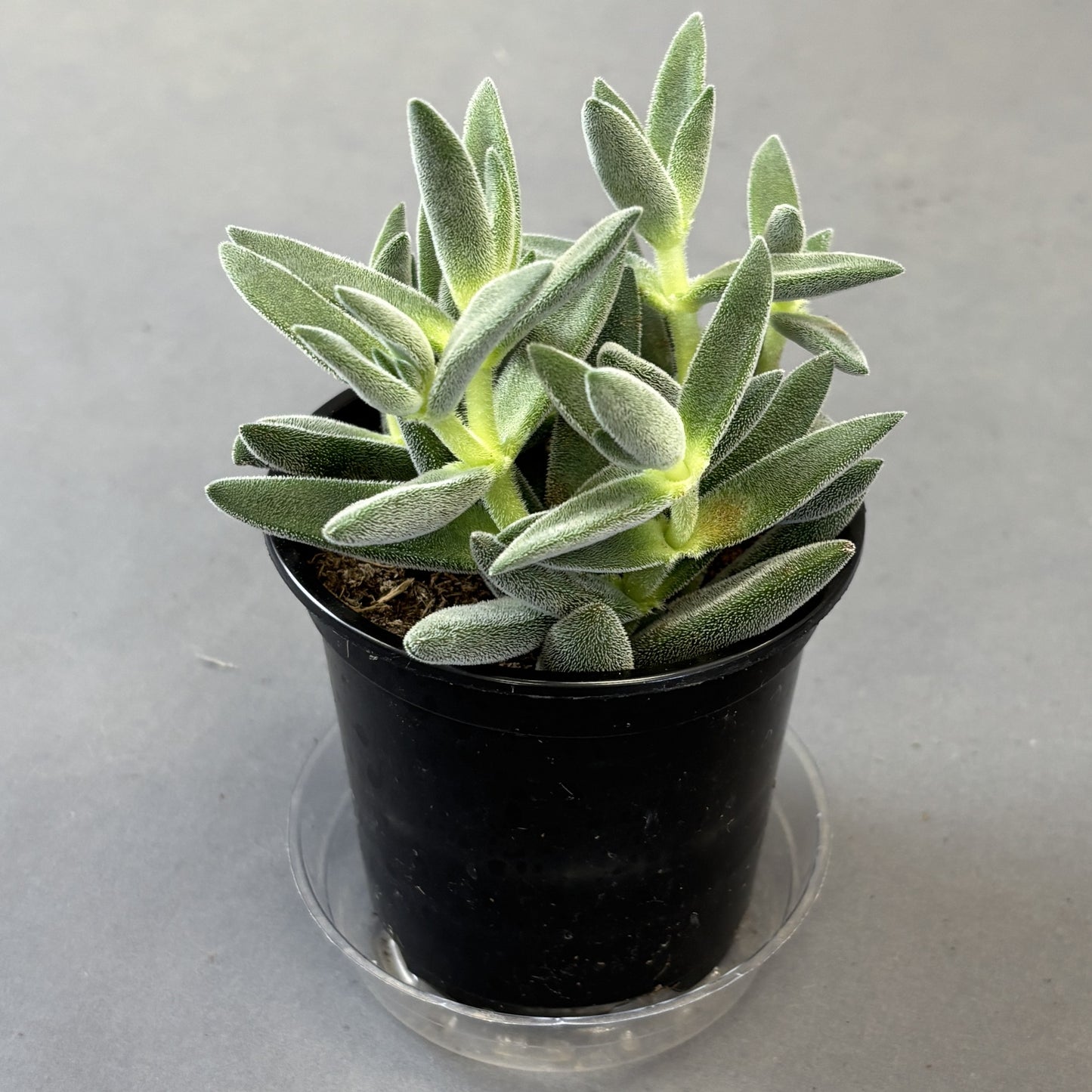 Crassula Tarantula