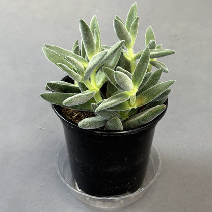 Crassula Tarantula