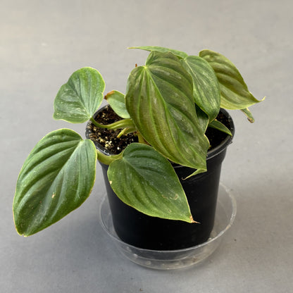 Philodendron Majestic