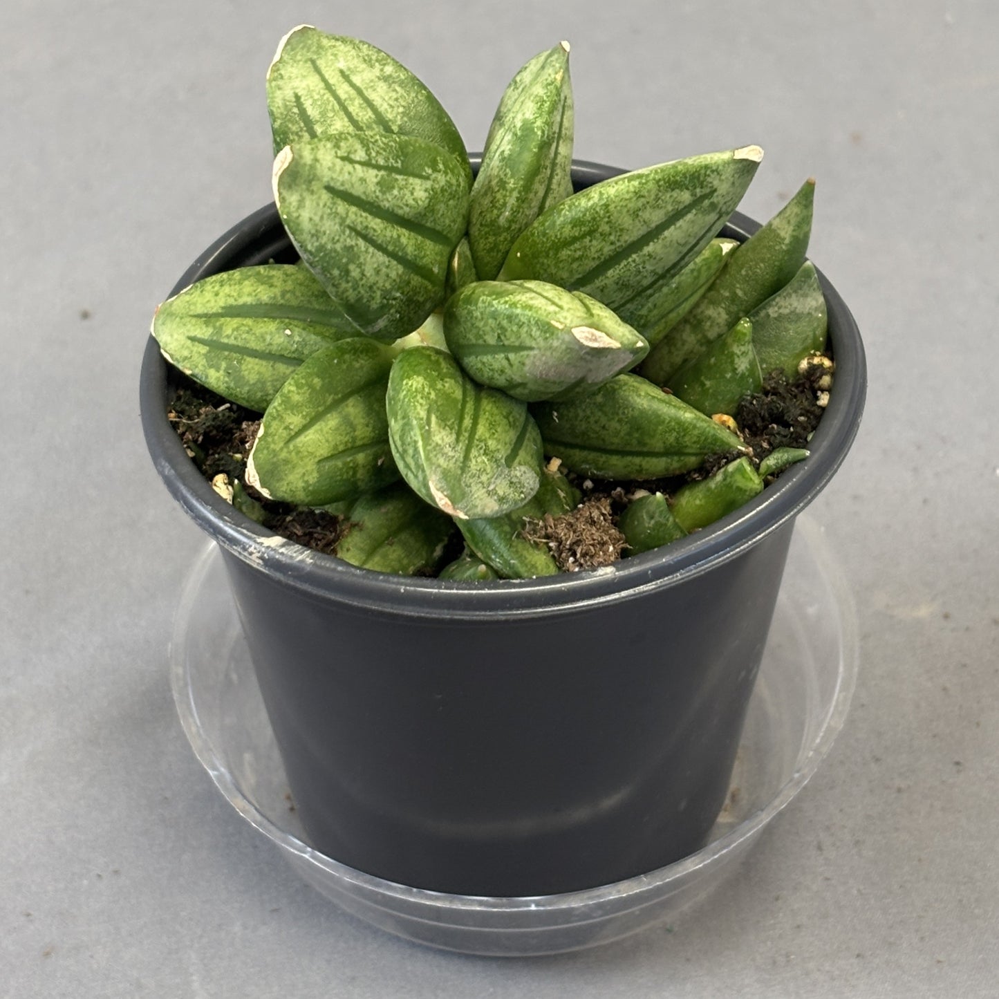 Snake Plant 'Pyramid'