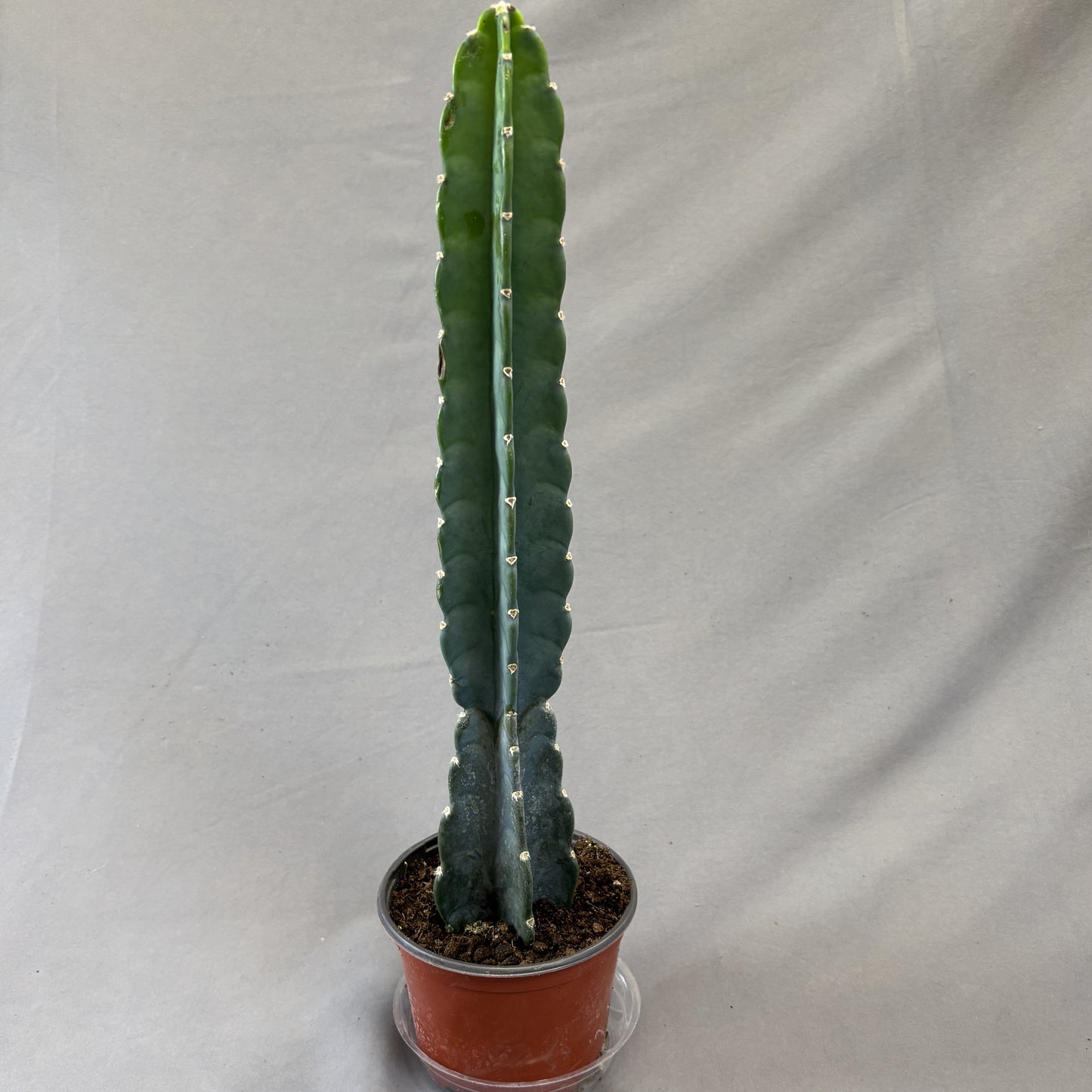 Cactus Cuddly