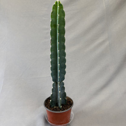Cactus Cuddly