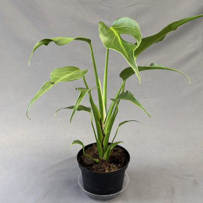 Monstera 'Burle Marx Flame'