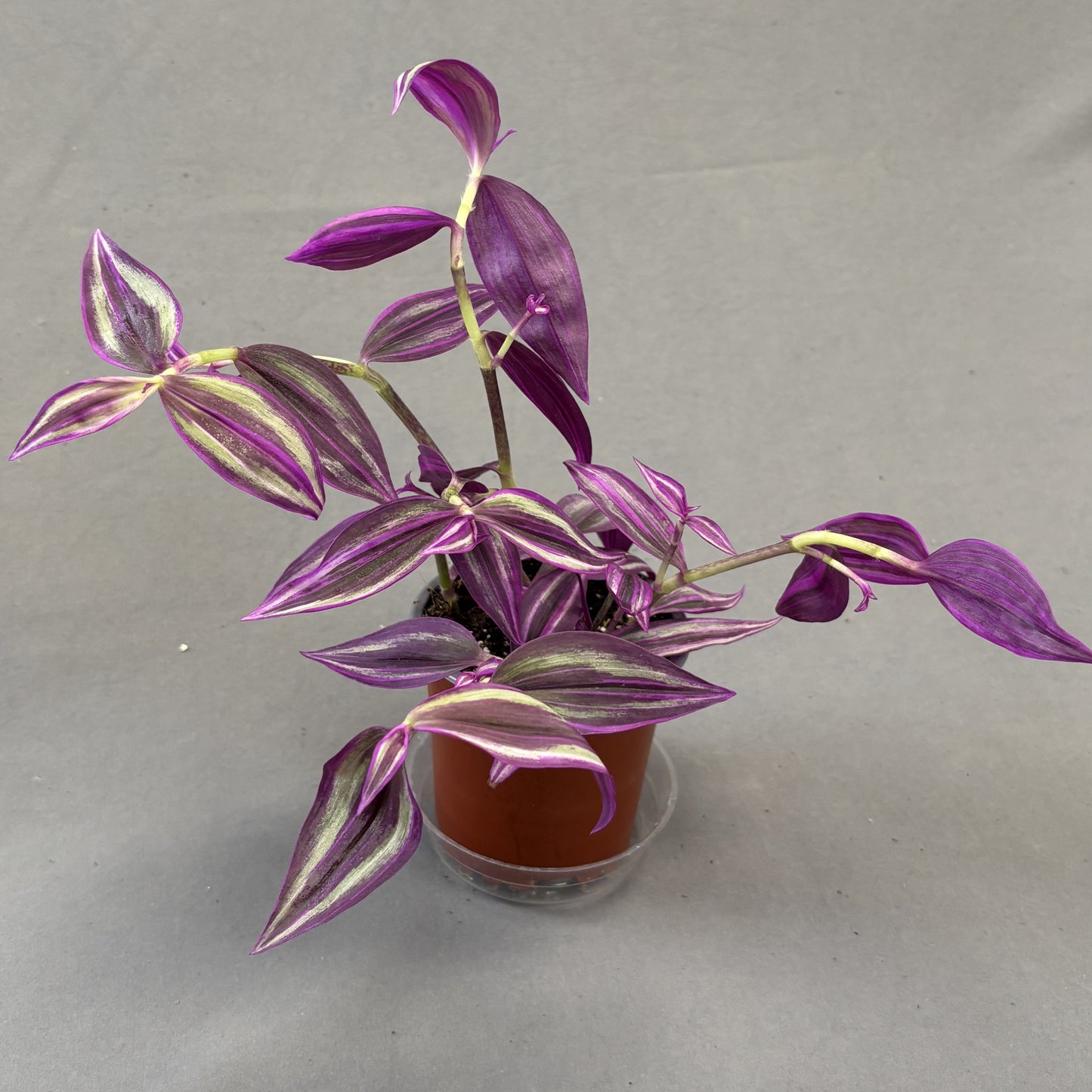 Tradescantia Pink Paradise