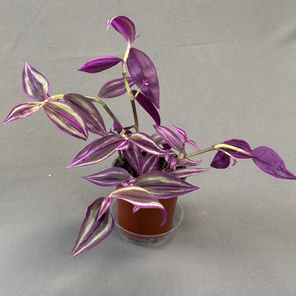 Tradescantia Pink Paradise