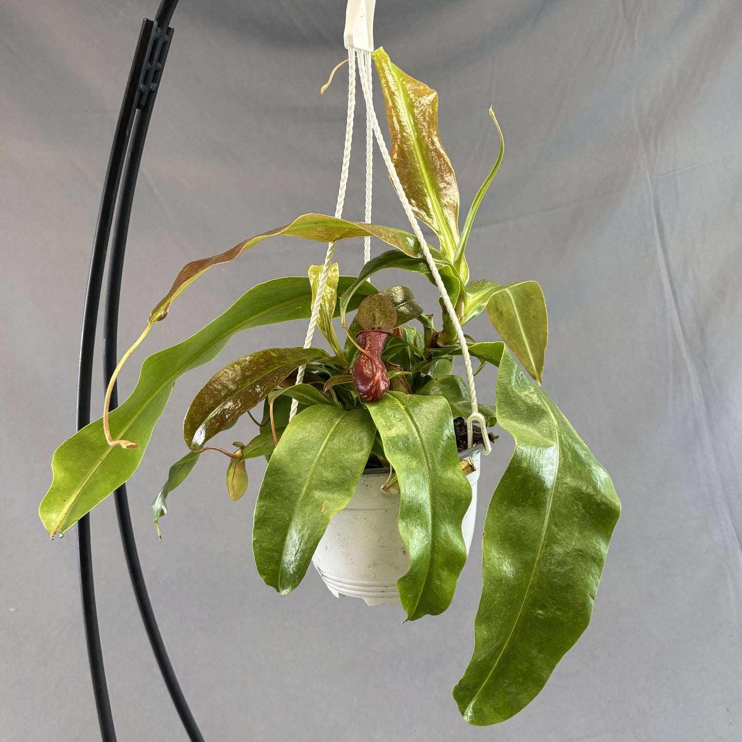 Pitcher Plant 'Gaya'