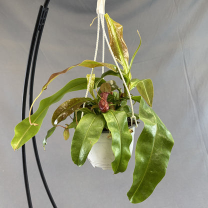 Pitcher Plant 'Gaya'