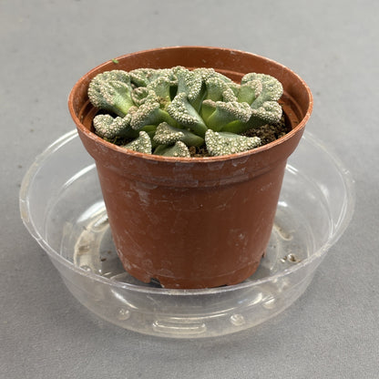 Concrete Leaf Plant (Titanopsis Calcarea)