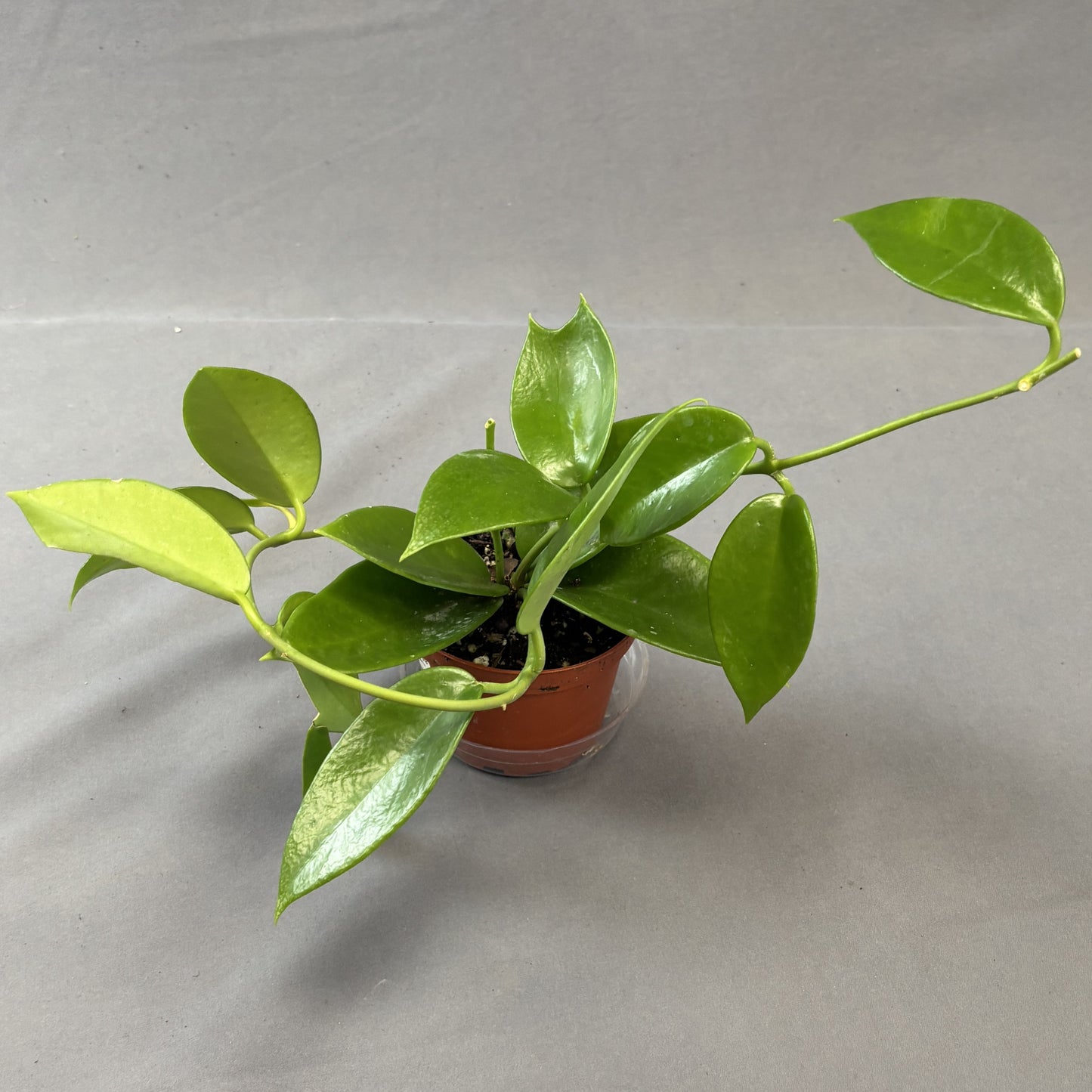 Hoya benitotanii