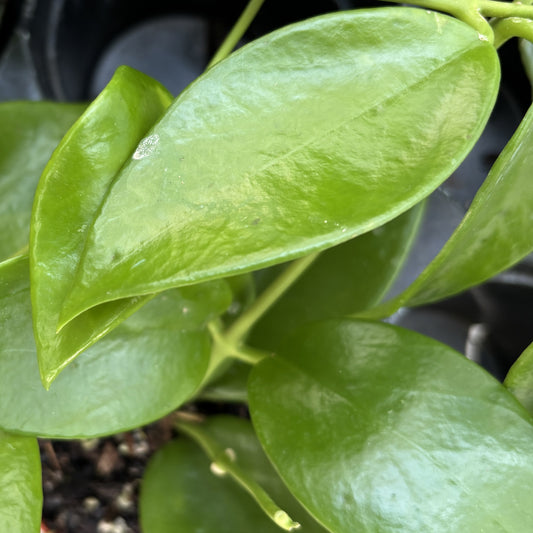 Hoya benitotanii