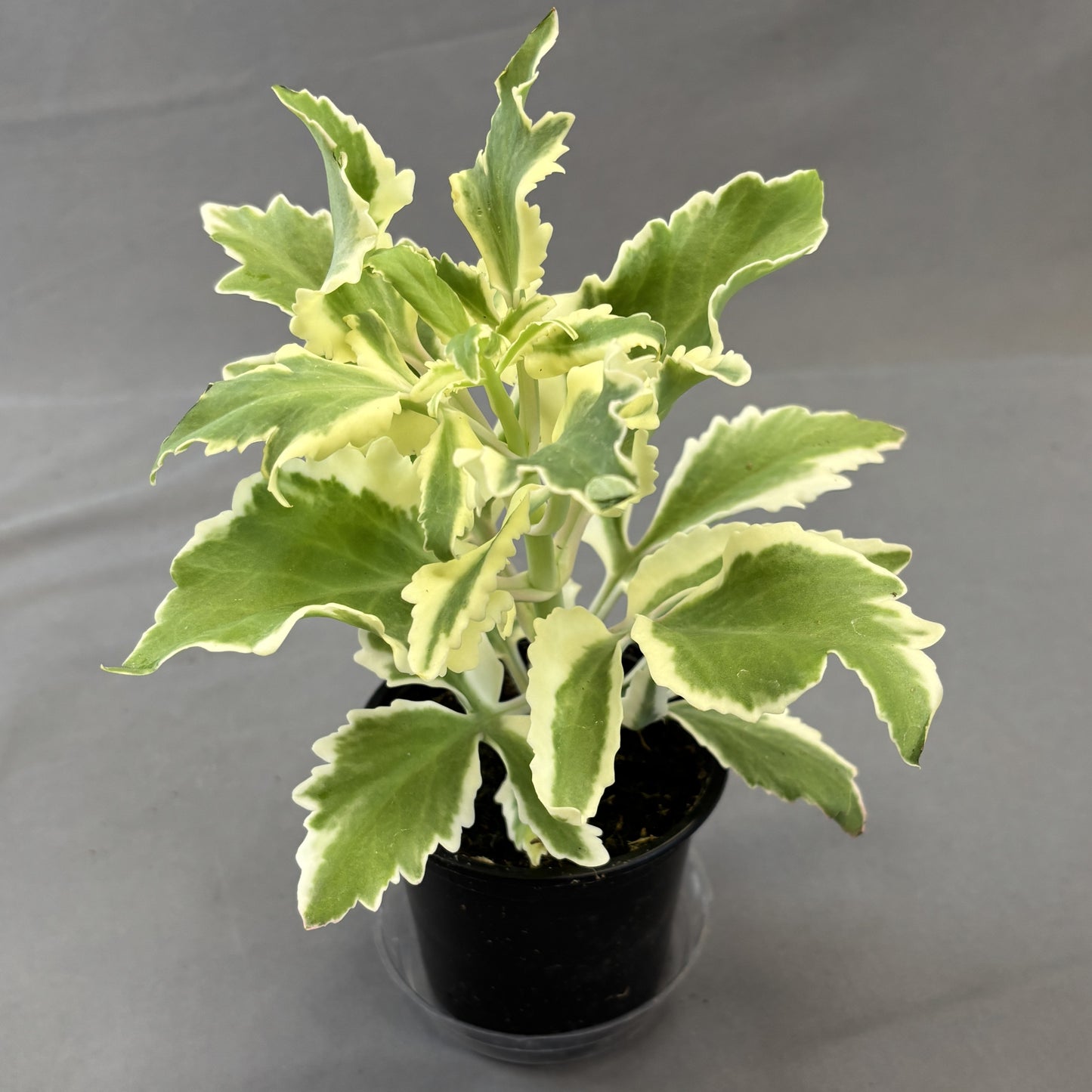 Christmas Tree Plant