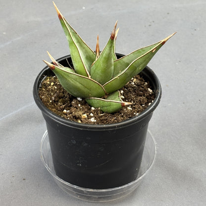 Walking Snake Plant