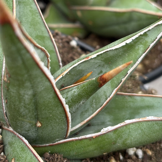 Walking Snake Plant