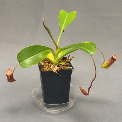 Pitcher Plant Lowii x Ventricosa Red