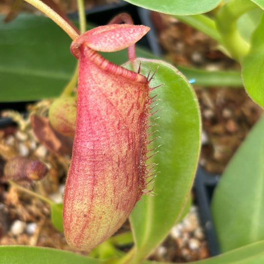 Pitcher Plant Lowii x Ventricosa Red