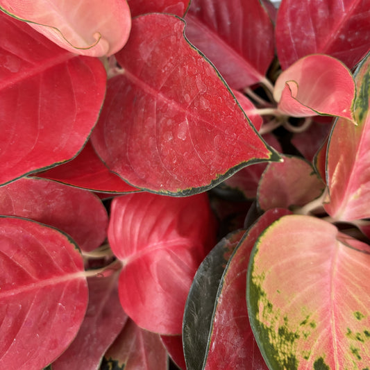 Aglaonema Black Maroon