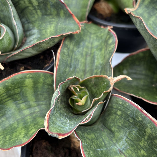 Snake Plant 'Dragon Wing'