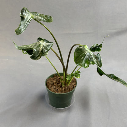 Alocasia Teletubby