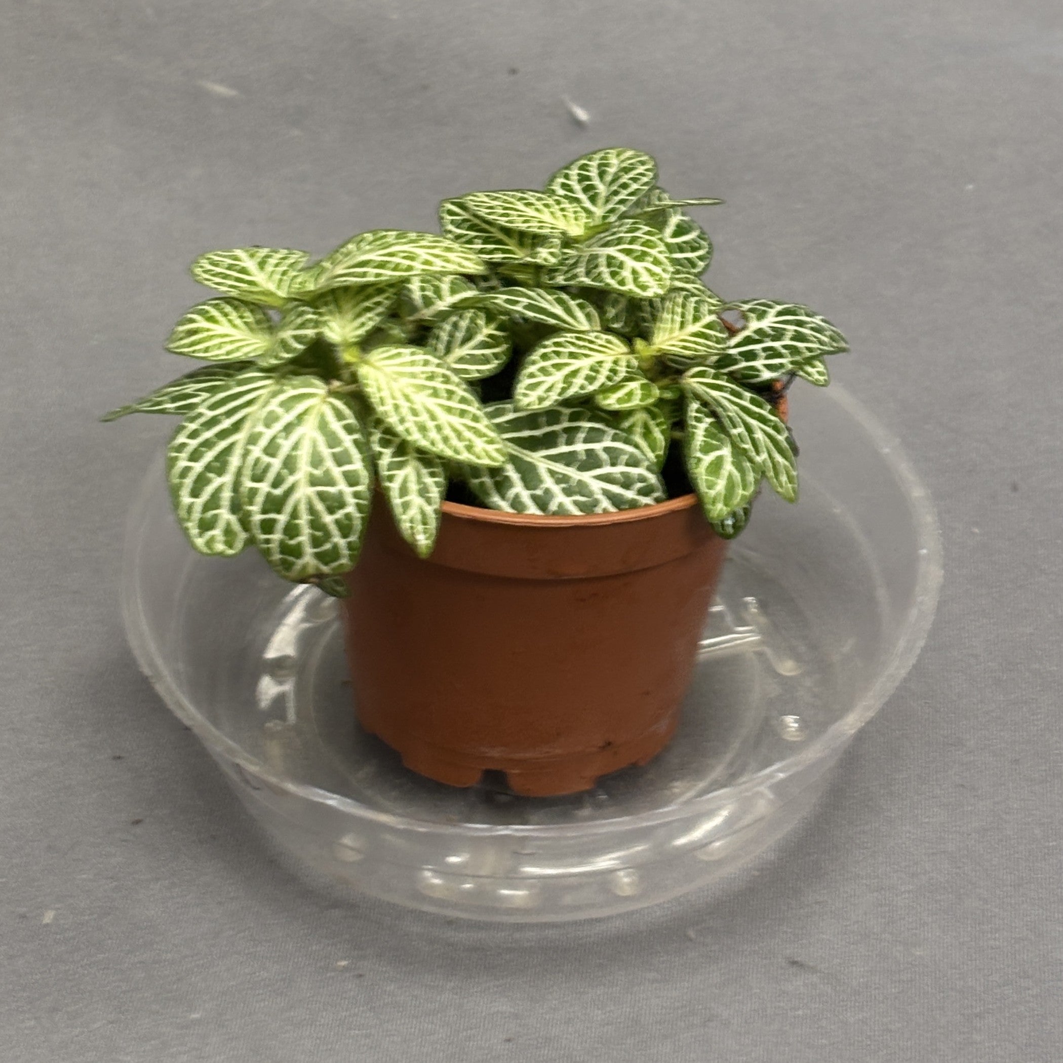 Nerve Plant
