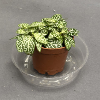 Fittonia albivenis