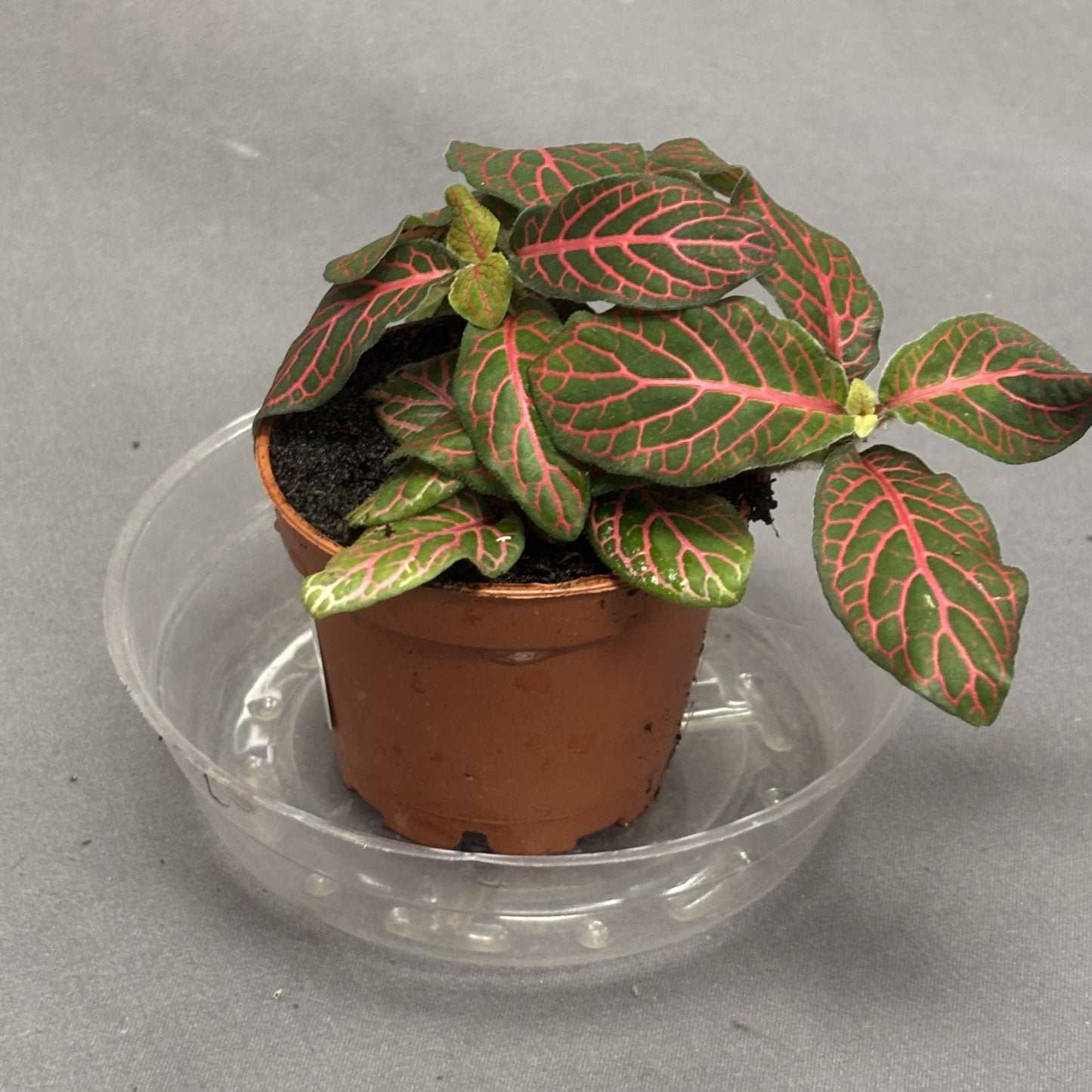 Fittonia albivenis