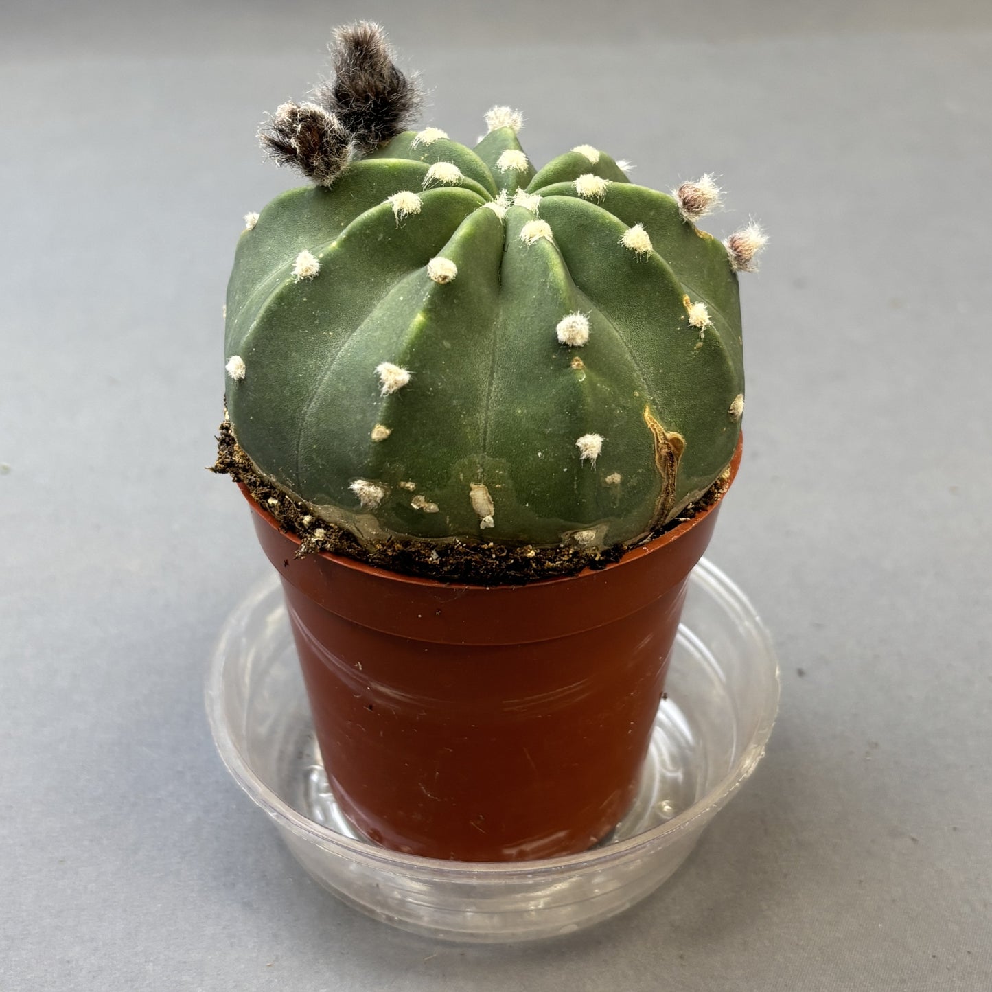 Domino Cactus
