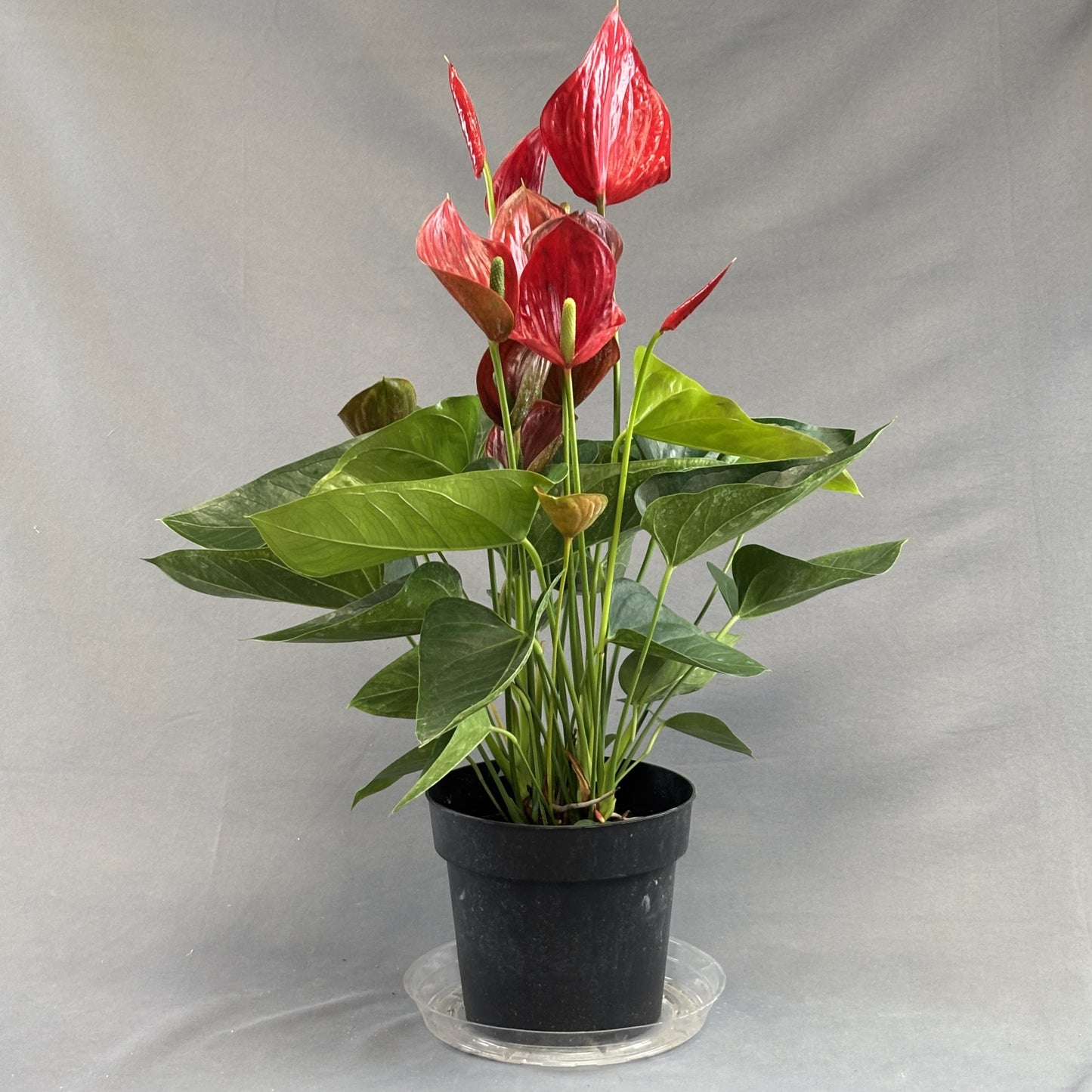 Anthurium andreanum