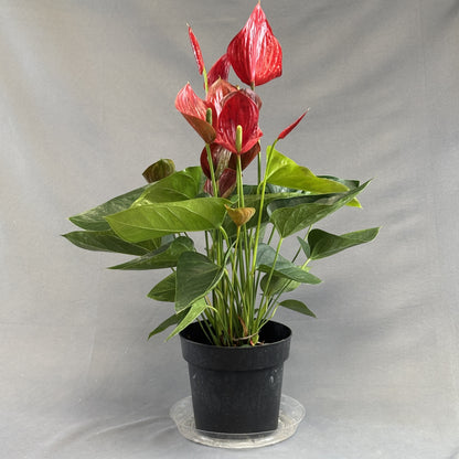 Anthurium andreanum