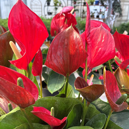 Anthurium andreanum