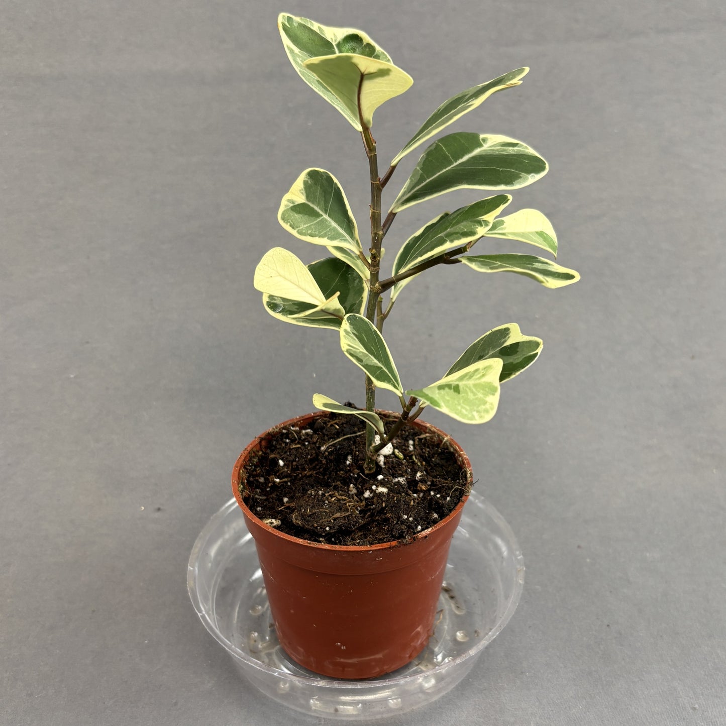 Ficus triangularis