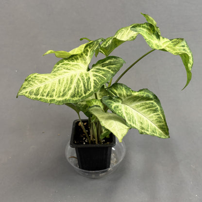 Arrowhead 'Albo' Variegata