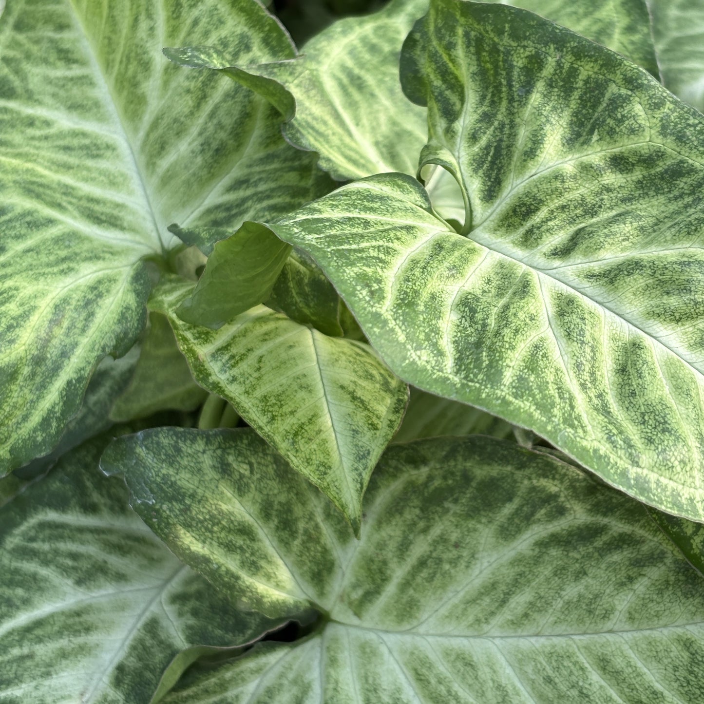 Arrowhead 'Albo' Variegata