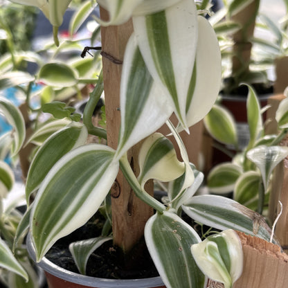 Orchid Vanilla Flat-Leaved