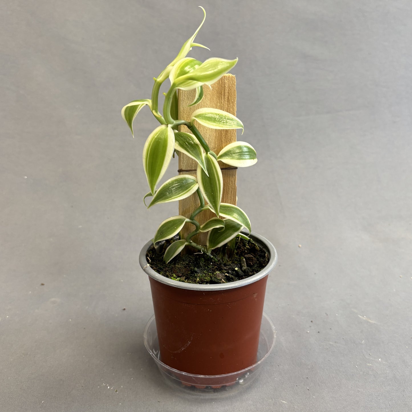 Orchid Vanilla Flat-Leaved