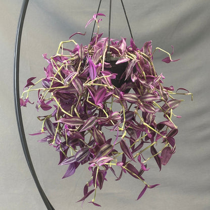 Tradescantia Pink Paradise