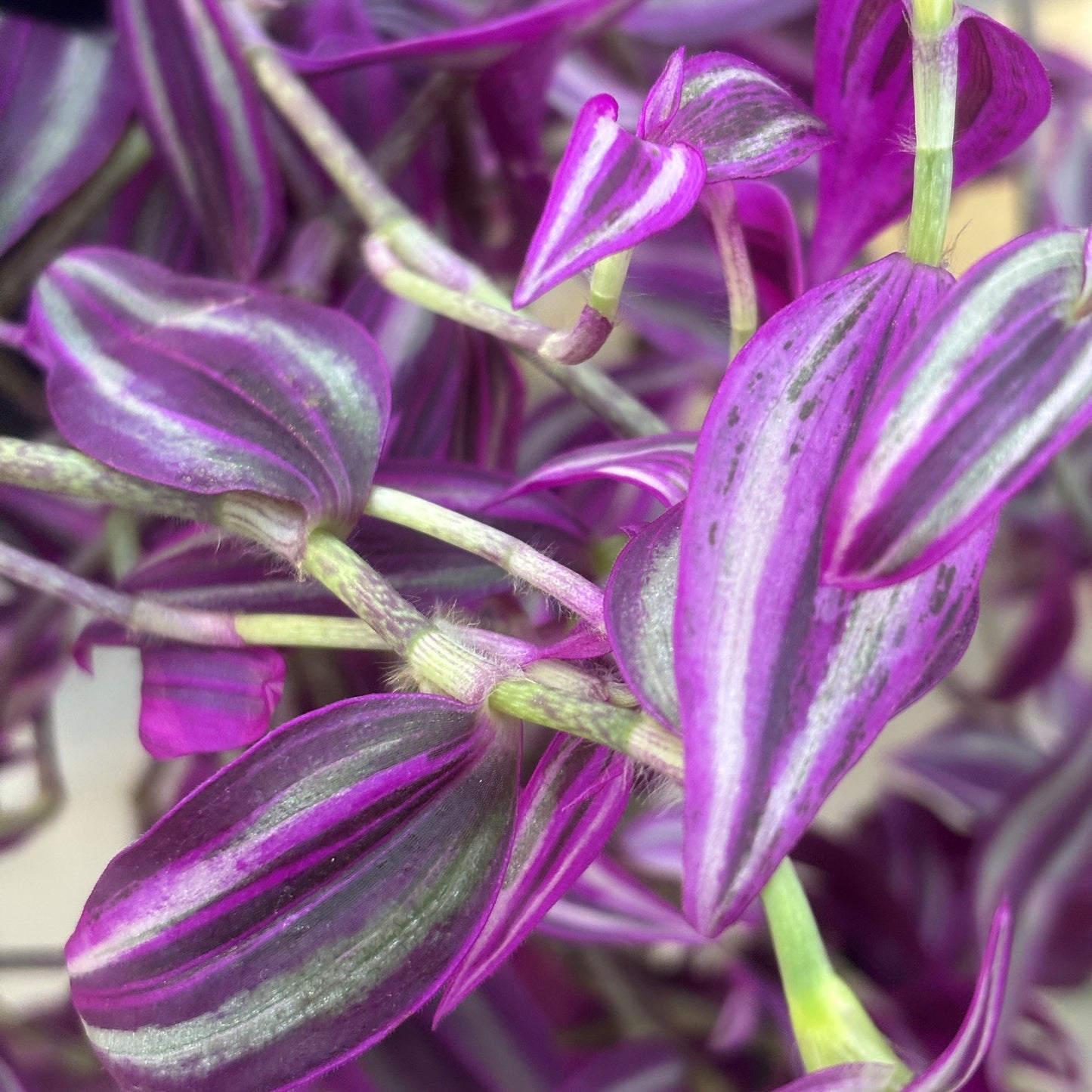 Tradescantia Pink Paradise