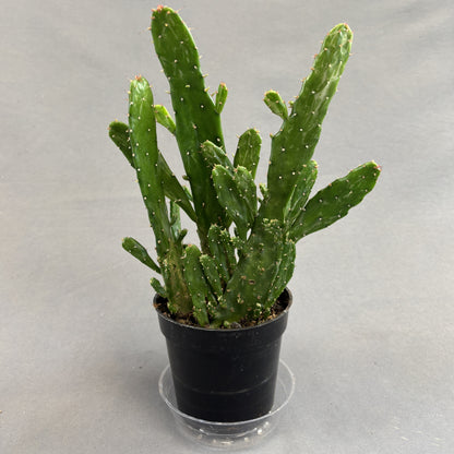 Prickly Pear Assorted Cactus