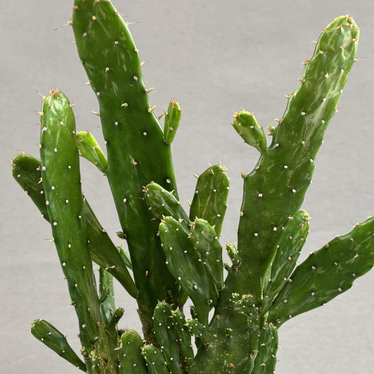 Prickly Pear Assorted Cactus