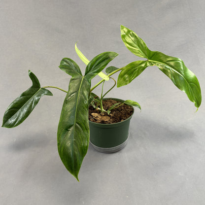 Philodendron 69686 'Bette Waterbury'