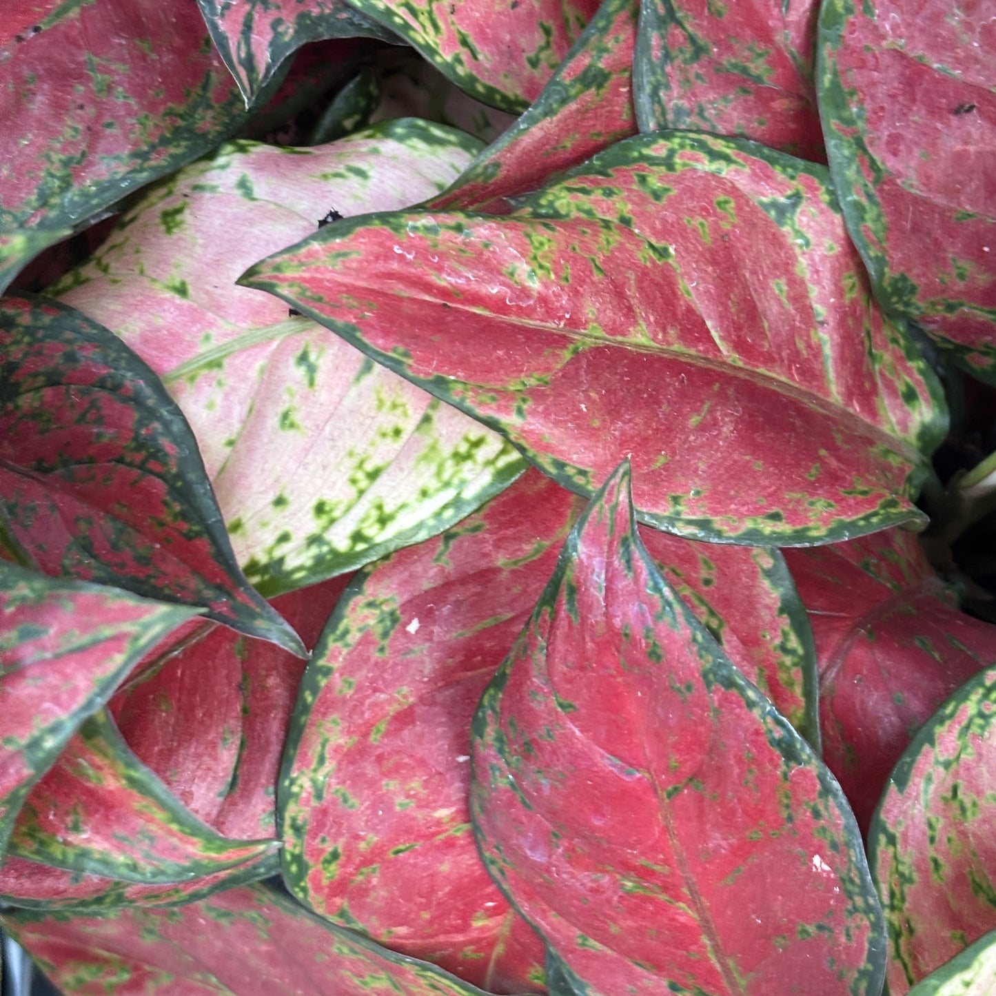 Aglaonema Star King