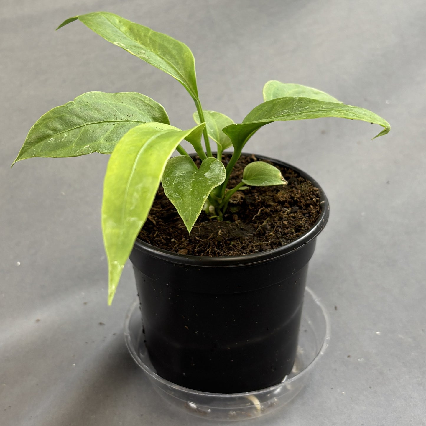 Anthurium Vittarifolium