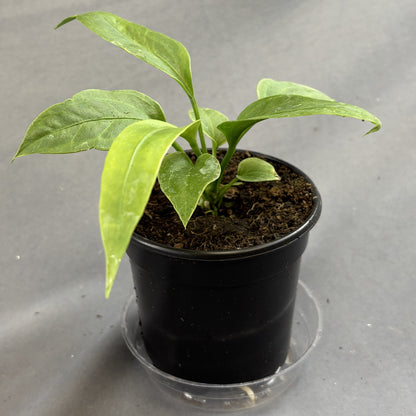 Anthurium Vittarifolium