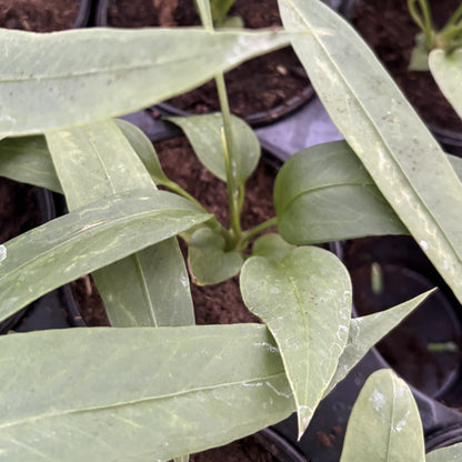 Anthurium Vittarifolium