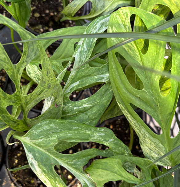 Swiss Cheese Vine
