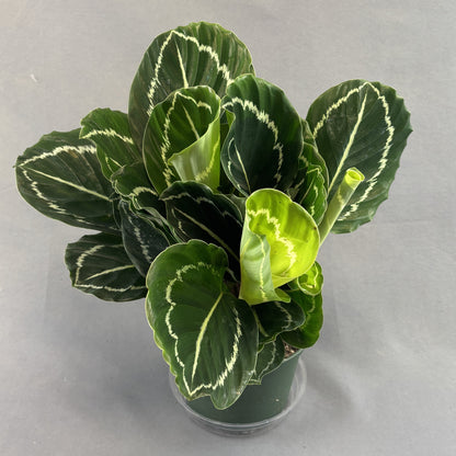 Calathea Green Lipstick